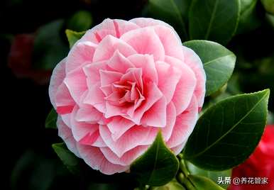 十二月开什么花？十二月开什么花？