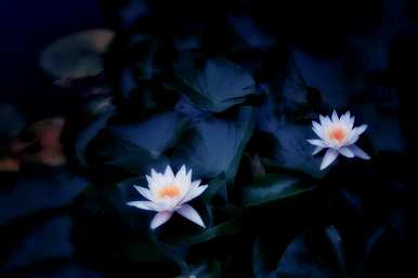 睡莲花语是什么意思，睡莲花语是什么意思