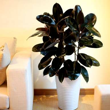 什么是室内观叶植物，什么是室内观叶植物？