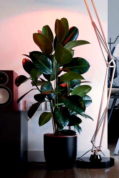 什么是室内观叶植物，什么是室内观叶植物？