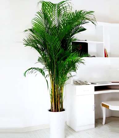 什么是室内观叶植物，什么是室内观叶植物？