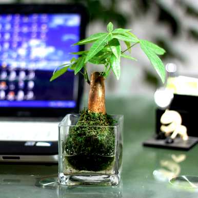 什么是室内观叶植物，什么是室内观叶植物？