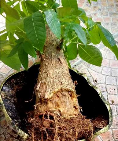什么是室内观叶植物，什么是室内观叶植物？