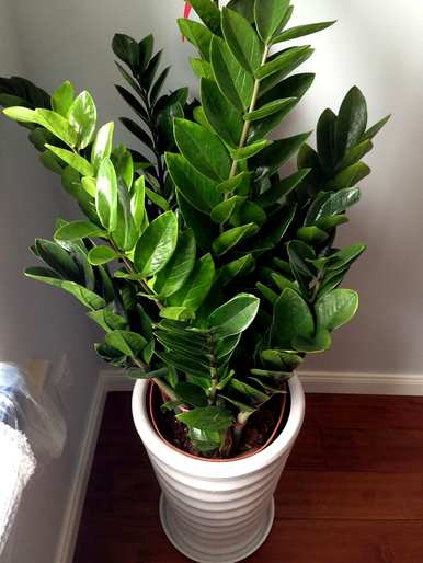 什么是室内观叶植物，什么是室内观叶植物？