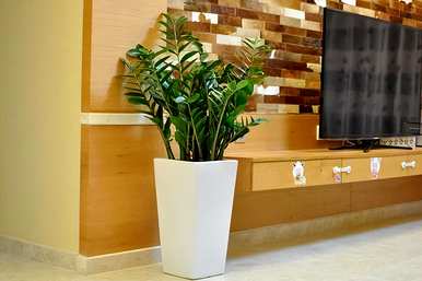 什么是室内观叶植物，什么是室内观叶植物？