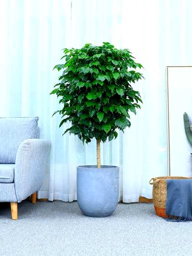 什么是室内观叶植物，什么是室内观叶植物？