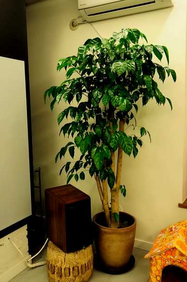 什么是室内观叶植物，什么是室内观叶植物？