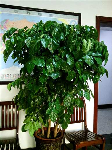 什么是室内观叶植物，什么是室内观叶植物？