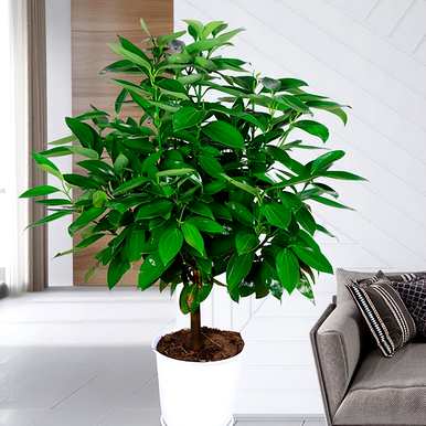 什么是室内观叶植物，什么是室内观叶植物？