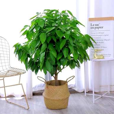 什么是室内观叶植物，什么是室内观叶植物？