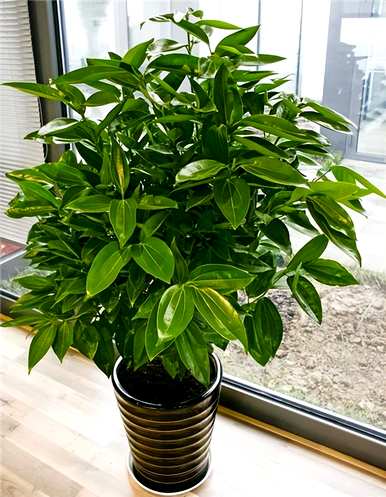什么是室内观叶植物，什么是室内观叶植物？