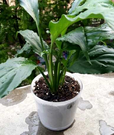 养一帆风顺花的技巧，如何养一帆风顺的花？