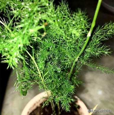 芦笋怎么养才能抽出新芽，浇什么芦笋能发芽？