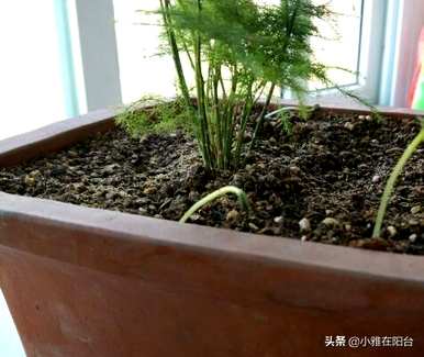 芦笋怎么养才能抽出新芽，浇什么芦笋能发芽？