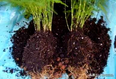 芦笋怎么养才能抽出新芽，浇什么芦笋能发芽？