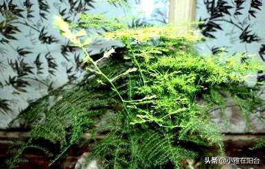 芦笋怎么养才能抽出新芽，浇什么芦笋能发芽？