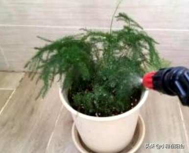 芦笋怎么养才能抽出新芽，浇什么芦笋能发芽？