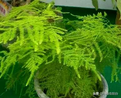 芦笋怎么养才能抽出新芽，浇什么芦笋能发芽？