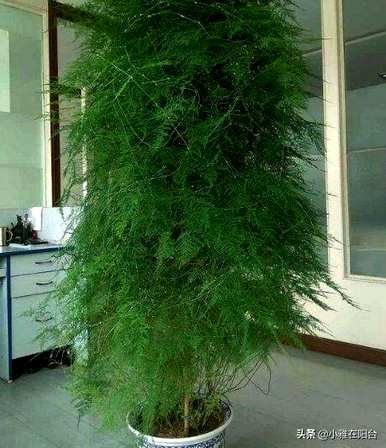 芦笋怎么养才能抽出新芽，浇什么芦笋能发芽？