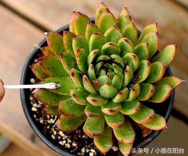 多肉植物如何饲养，多肉植物如何维护龙泉驿区