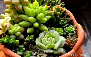 多肉植物如何饲养，多肉植物如何维护龙泉驿区