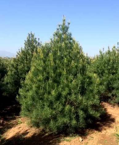 常绿树下种什么植物，常绿树有什么植物？