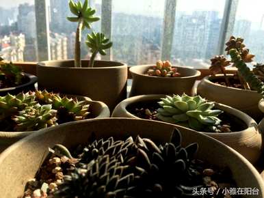 多肉植物如何饲养，多肉植物如何维护龙泉驿区