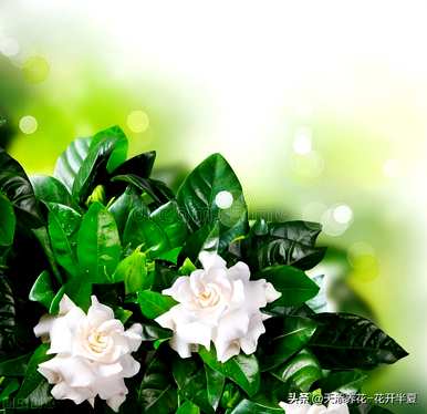 栀子花的花语是什么？栀子花和九里香花语