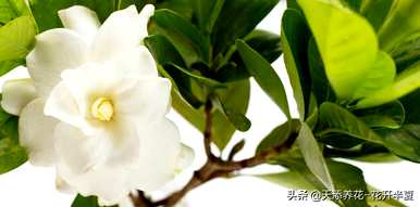 栀子花的花语是什么？栀子花和九里香花语