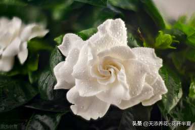 栀子花的花语是什么？栀子花和九里香花语