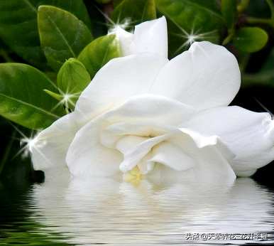 栀子花的花语是什么？栀子花和九里香花语