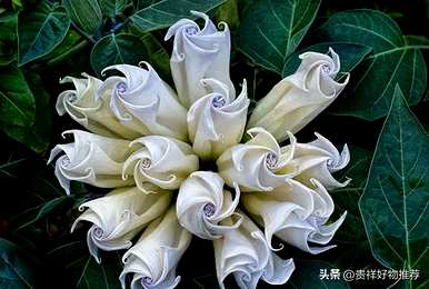 什么是神奇有趣的植物，什么是神奇有趣的植物？