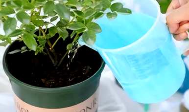 风铃草适合室内养殖吗？如何养殖风铃草？
