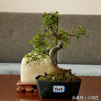 如何培育小叶榆苗盆景，榆树盆景好养吗？