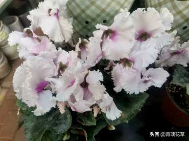 怎样养皱皮木瓜海棠花，哪种海棠花好养好看？