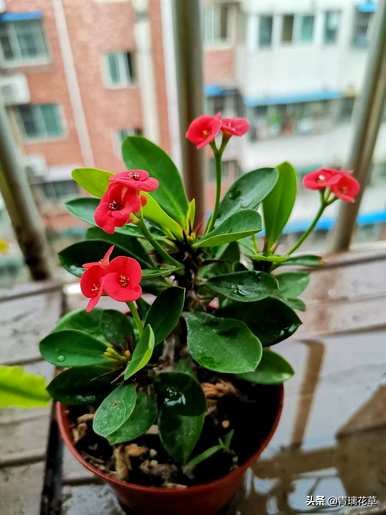 怎样养皱皮木瓜海棠花，哪种海棠花好养好看？
