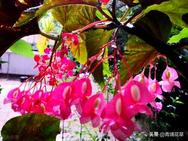 怎样养皱皮木瓜海棠花，哪种海棠花好养好看？