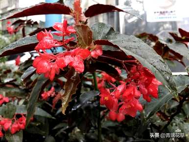 怎样养皱皮木瓜海棠花，哪种海棠花好养好看？