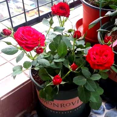 如何养护月季花？