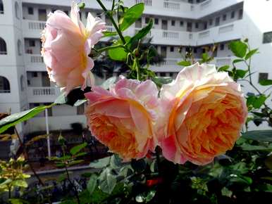 如何养护月季花？