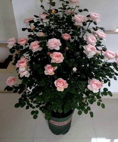 如何养护月季花？