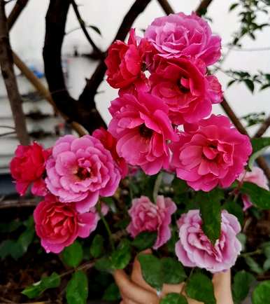 如何养护月季花？
