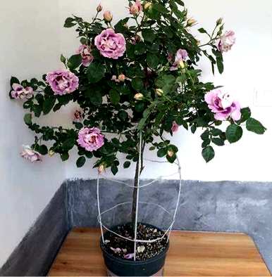 如何养护月季花？