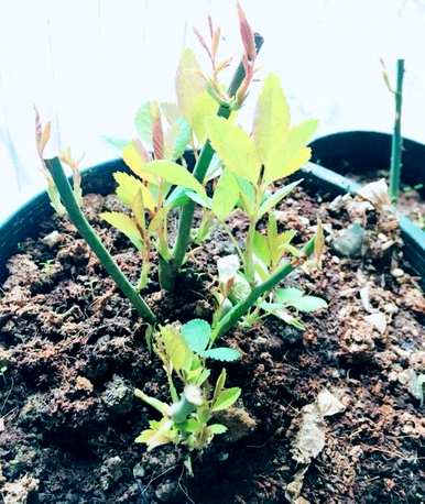 如何养护月季花？