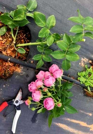 如何养护月季花？