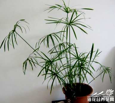 水竹生根后能土栽吗？水竹怎么养才能快速生根？
