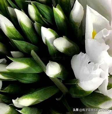 玫瑰和鸢尾花的花语是什么意思？