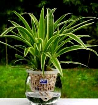 水养植物用什么肥料，水养植物用什么？