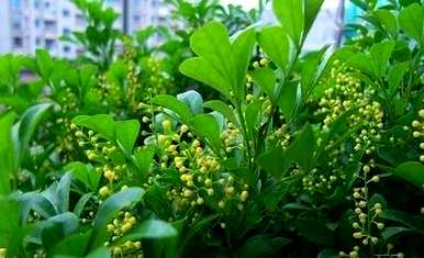 种植米兰花的市场前景，如何种植米兰花