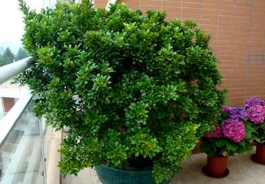种植米兰花的市场前景，如何种植米兰花